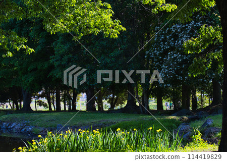 Shining iris flowers against the shady backdrop Shining iris flowers against the shady backdrop 114419829