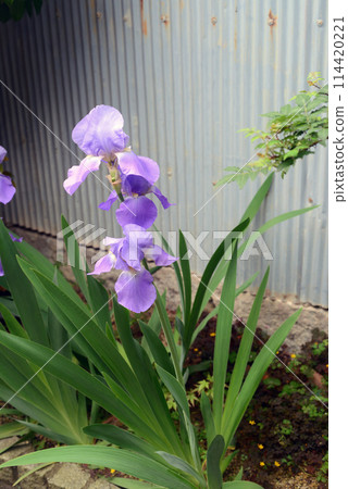 Iris flowers along the slope of Onomichi 114420221