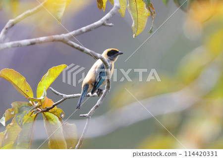 Yellow-throated Tanager 114420331