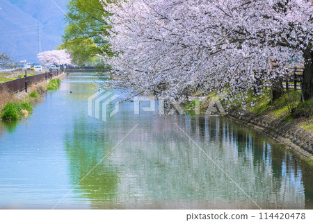 Spring at Shikagaseki [Azumino City] 114420478