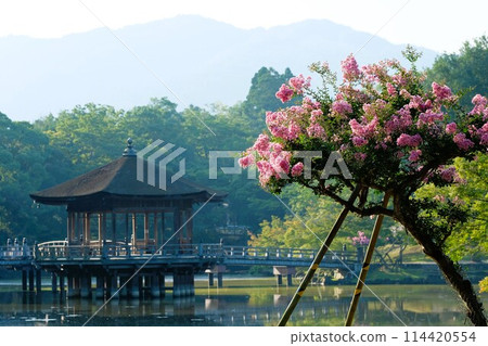 Ukimido Temple in Nara and Crape Myrtle in Full Bloom 114420554