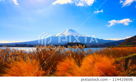 Lake Kawaguchi and Mt. Fuji autumn scenery 114420606