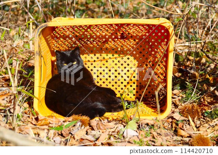 A black stray cat staring in a yellow cage in a grove A black stray cat staring in a yellow cage in a grove 114420710
