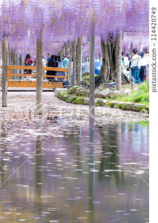 Wisteria trellis and flower rafts at Tennogawa Park, Tsushima City, Aichi Prefecture 114420749