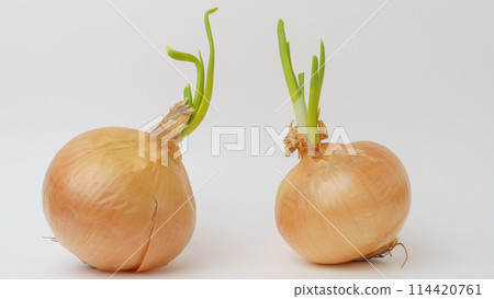Sprouted onion 114420761