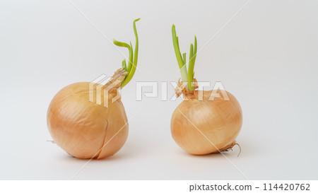 Sprouted onion 114420762