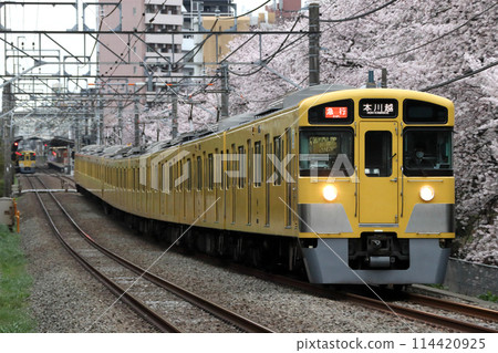 一排排櫻花樹和西武新宿線 2000 系列（快車 - 10 節火車：西武新宿 ⇔ 本川越） 114420925
