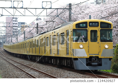 Cherry blossoms and Seibu Shinjuku Line 2000 series (Semi-express - 10-car train: Seibu Shinjuku⇔Shin-Tokorozawa) 114420927