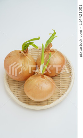 Sprouted onion 114421001