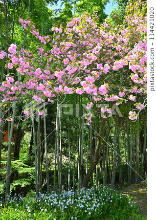八重崎盛開，春天的村莊風景，靠近龍園寺停車場 114421020