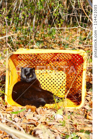 A black stray cat staring in a yellow cage in a grove 114421085