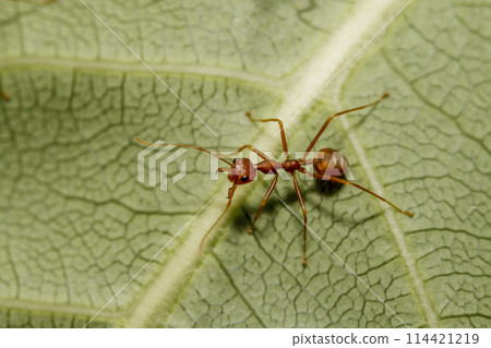 Close up red ant on green leaf in nature garden Close up red ant on green leaf in nature garden 114421219