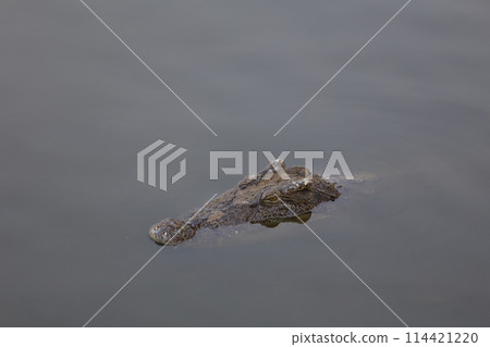 Close up salt crocodile is show head in river Close up salt crocodile is show head in river 114421220