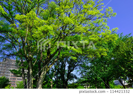 一棵大櫸樹與美麗的新鮮綠色植物 114421332