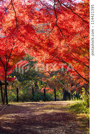 埼玉縣嵐山町的秋天 - 紅葉的嵐山山谷 114421395