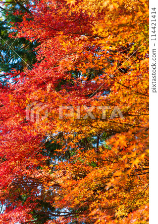 Autumn in Arashiyama Town, Saitama: Autumn leaves in the Arashiyama Valley Autumn in Arashiyama Town, Saitama: Autumn leaves in the Arashiyama Valley 114421414