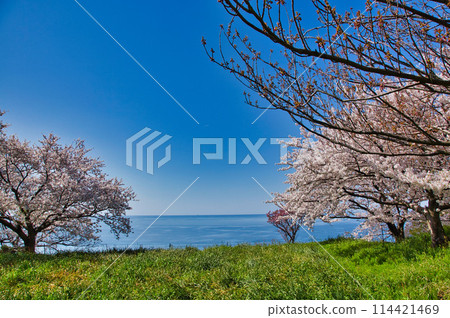 Cherry blossoms blooming on a hill overlooking the sea 114421469