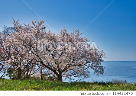 一座有櫻花和海景的山丘 114421470