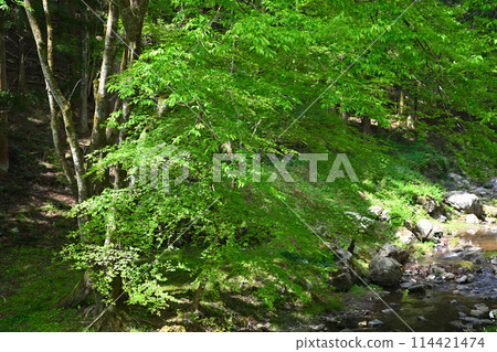 Fresh greenery along the Ryugaya River, spring village scenery near Ryuonji Temple 114421474