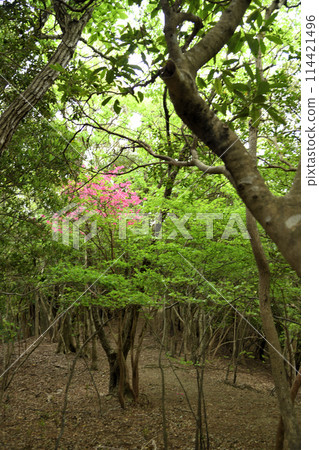 Azaleas blooming on Nagaizaka Hill (Kumano Kodo) [Susami Town, Wakayama Prefecture] 114421496