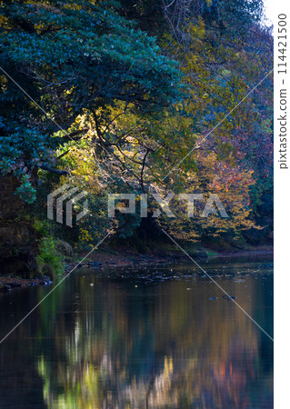 Autumn in Arashiyama Town, Saitama: Autumn leaves in the Arashiyama Valley Autumn in Arashiyama Town, Saitama: Autumn leaves in the Arashiyama Valley 114421500