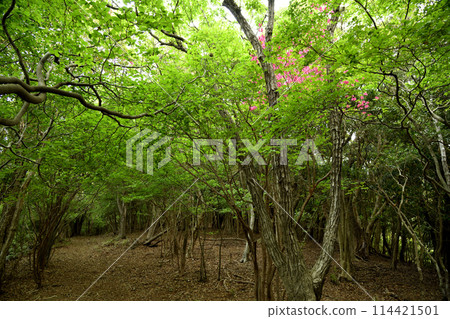 Azaleas blooming on Nagaizaka Hill (Kumano Kodo) [Susami Town, Wakayama Prefecture] 114421501