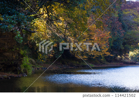 埼玉縣嵐山町的秋天 - 紅葉的嵐山山谷 114421502