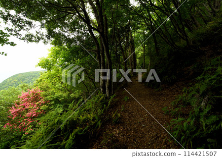 杜鵑花盛開的長坂（熊野古道）[和歌山縣週參見町] 114421507
