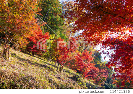 Autumn in Arashiyama Town, Saitama: Autumn leaves in the Arashiyama Valley 114421526