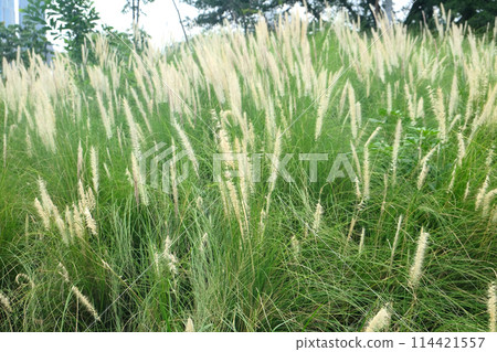 Fountain grass, an ornamental plant of Pennisetum Alopecuroides Hameln Fountain grass, an ornamental plant of Pennisetum Alopecuroides Hameln 114421557