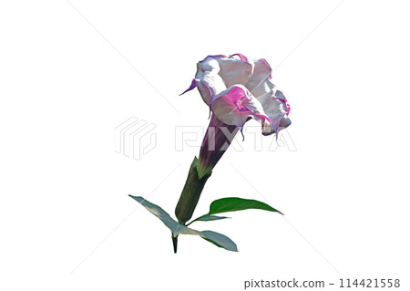 Purple or black fragrant trumpet-shaped Rare Datura flower blooming Purple or black fragrant trumpet-shaped Rare Datura flower blooming 114421558
