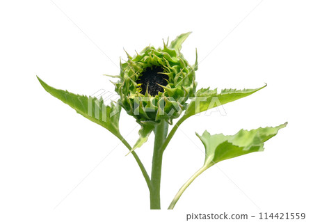young sunflowers growing young sunflowers growing 114421559