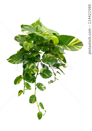 Epipremnum aureum,devil's ivy. for wall ornamental plants 114421560