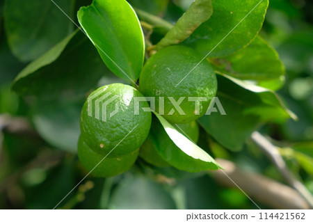 Fresh green raw lemon in the garden 114421562