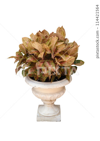 Aglaonema Siam Red Chinese Evergreen starter plant in pot Aglaonema Siam Red Chinese Evergreen starter plant in pot 114421564