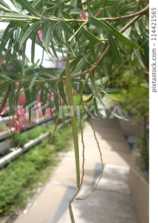Common oleander Nerium oleander L., leaves and immature fruits. 114421565