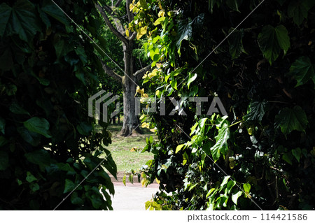 The road beyond the green tunnel The road beyond the green tunnel 114421586