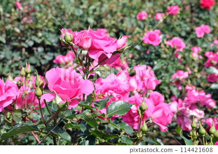 Pink rose and back blur 114421608