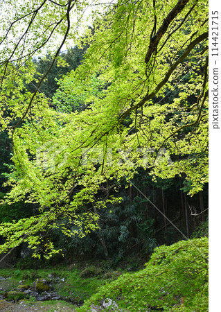 龍谷川沿岸的新綠、春天的村莊風景、龍圓寺附近 114421715