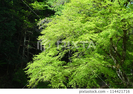 Fresh greenery along the Ryugaya River, spring village scenery near Ryuonji Temple Fresh greenery along the Ryugaya River, spring village scenery near Ryuonji Temple 114421716