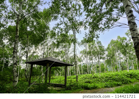 Hut and birch forest Hut and birch forest 114421721
