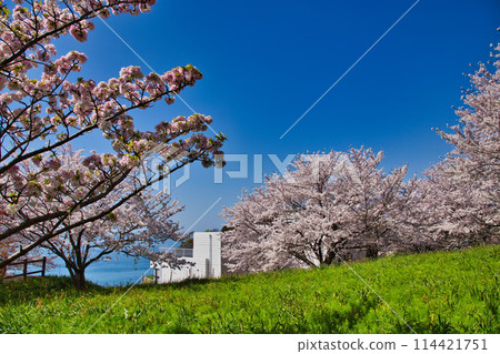 Cherry blossoms blooming on a hill overlooking the sea Cherry blossoms blooming on a hill overlooking the sea 114421751