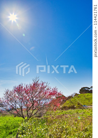 Cherry blossoms blooming on a hill overlooking the sea 114421761