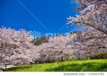 Cherry blossoms blooming on a hill overlooking the sea 114421781