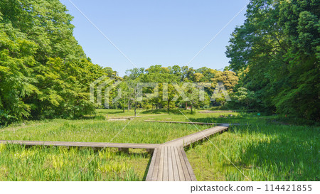[Chiba City, Chiba Prefecture] Izumiya Park, Iris Fields 114421855