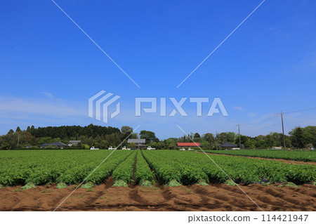 Pleasant blue sky 114421947