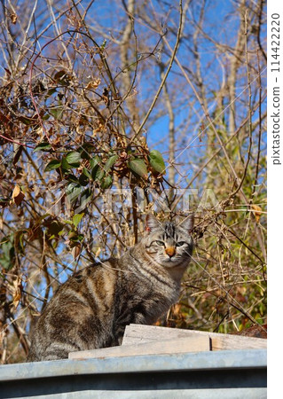 A stray cat staring at materials placed in a grove under the blue sky A stray cat staring at materials placed in a grove under the blue sky 114422220