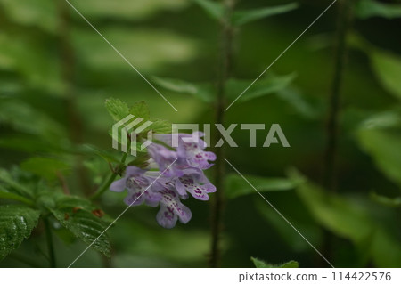 Oyster flower flowers 114422576
