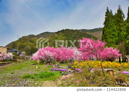 勝原站，盛開的花桃村 114422806