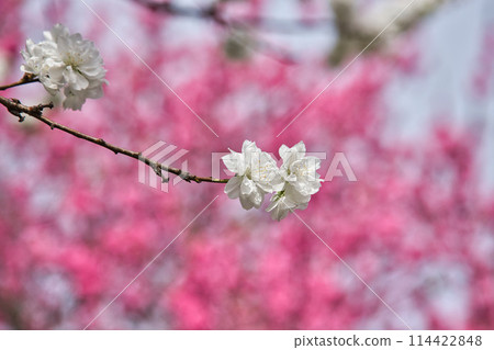 勝原站,盛開的花桃村 勝原站,盛開的花桃村 114422848